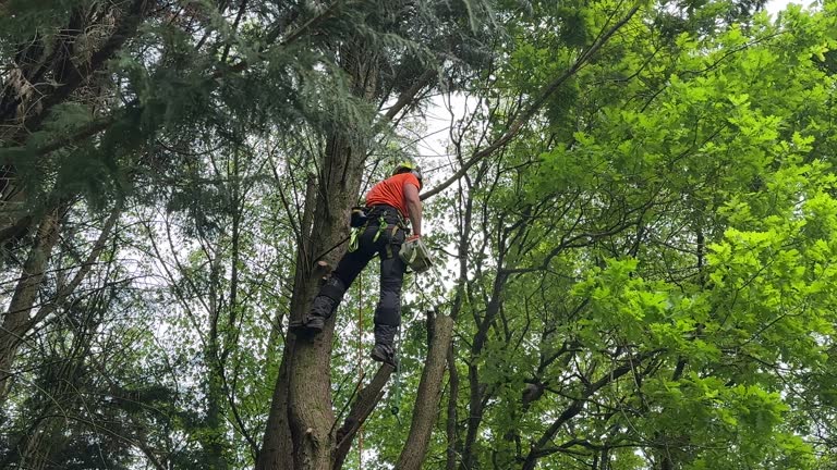 Best Tree Fertilization  in Stryker, OH