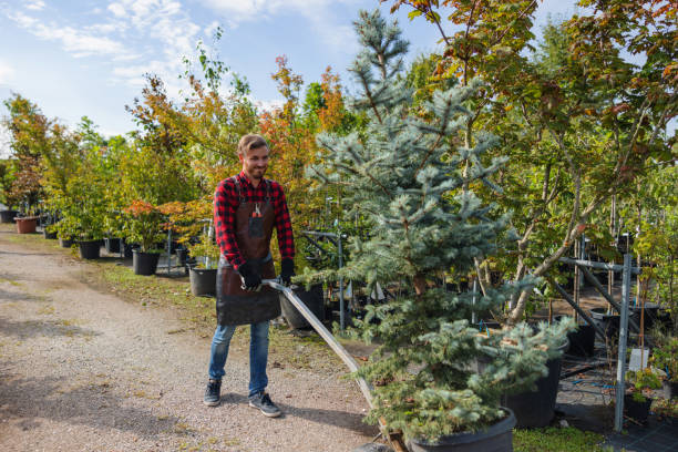 Professional  Tree Services in Stryker, OH